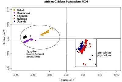 Natural Selection Footprints Among African Chicken Breeds and Village Ecotypes